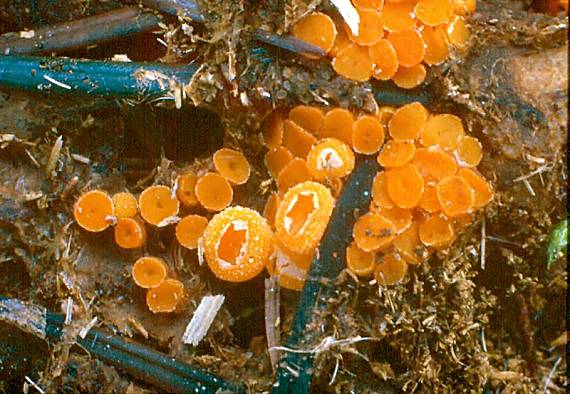 oranžovka vřetenovýtrusá - Vláknohlivka vretenovitovýtrusná Byssonectria fusispora  (Berk.) Rogerson & Korf