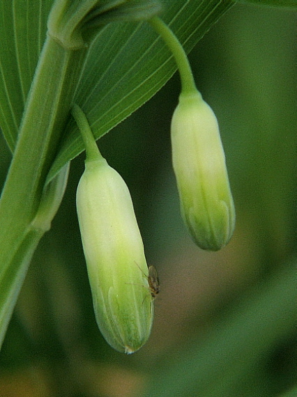 kokorík voňavý Polygonatum odoratum (Mill.) Druce