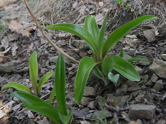 vstavač mužský poznačený Orchis mascula subsp. signifera (Vest) Soó