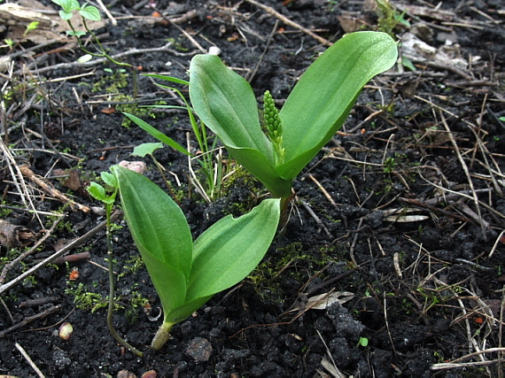 vemenník dvojlistý ? Platanthera bifolia (L.) Rich.