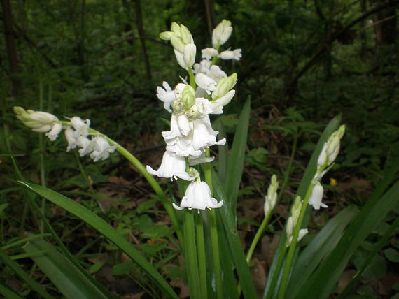 hyacintovec španielský Hyacinthoides hispanica