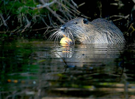 nutria riečna Myocastor coypus