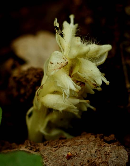 zubovník šupinatý-albín Lathraea squamaria L.