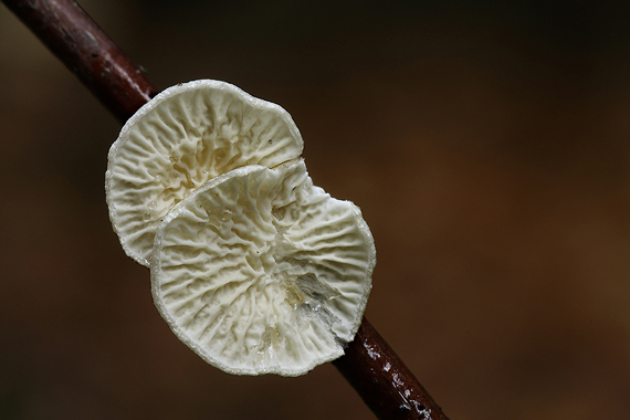 mäkkúšik kučeravý Plicaturopsis crispa (Pers.) D.A. Reid