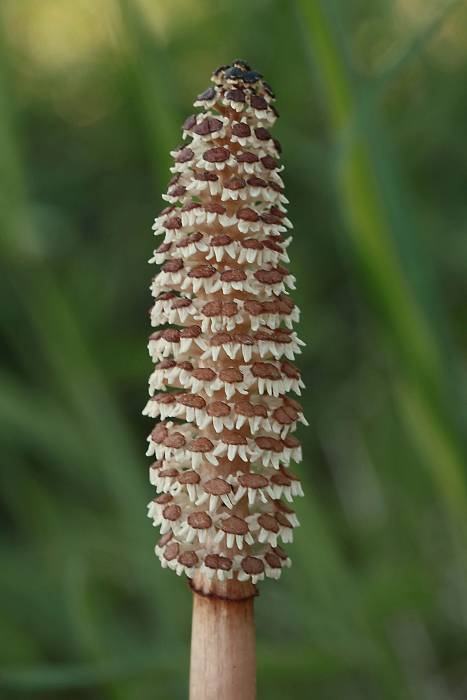 praslička  Equisetum sp.