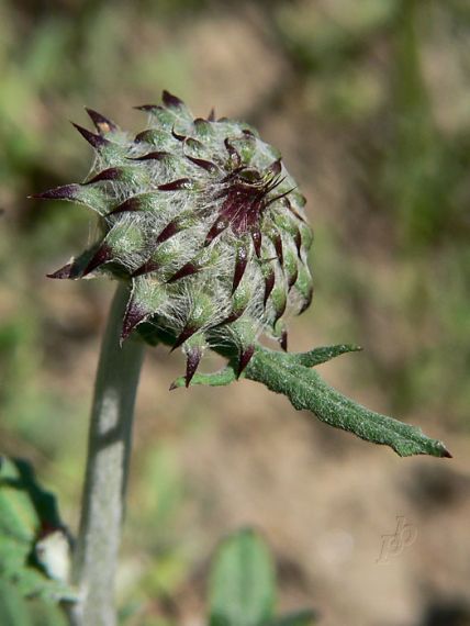 sinokvet mäkký Jurinea mollis (L.) Rchb.