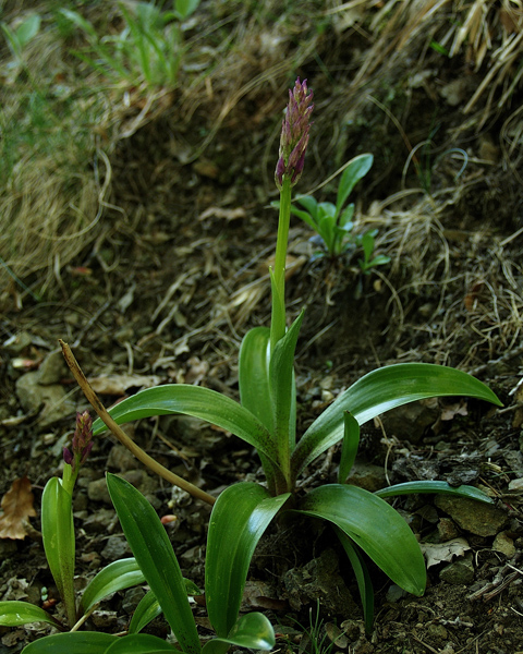 vstavač mužský poznačený  Orchis mascula subsp. signifera (Vest) Soó