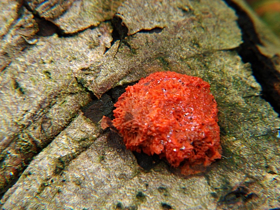 červenica rumelková Pycnoporus cinnabarinus (Jacq.) P. Karst.