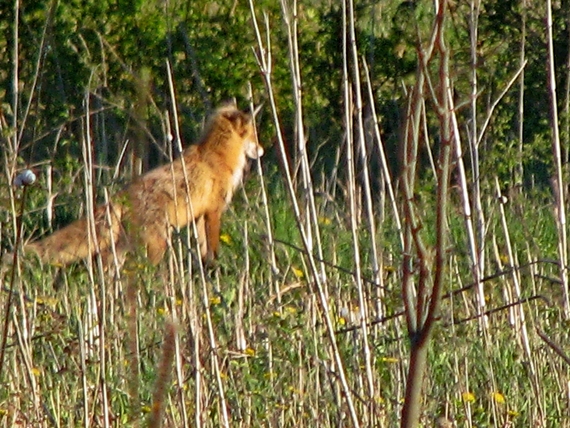líška hrdzavá Vulpes vulpes
