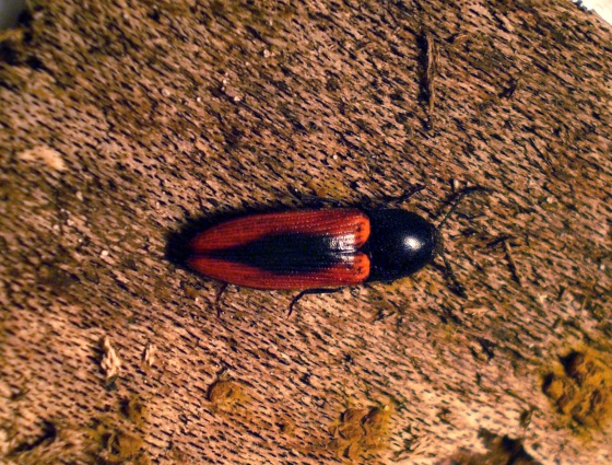 kováčik / kovařík černoskvrnný (ČR) Ampedus sanguinolentus