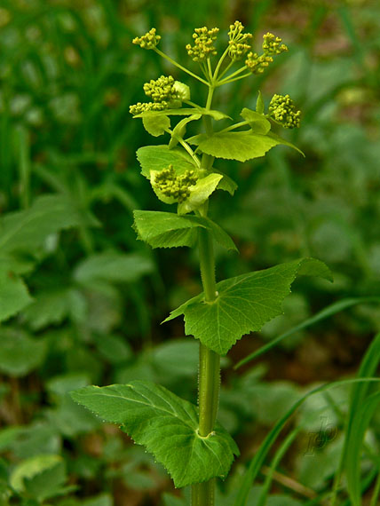 smyrnium prerastenolisté Smyrnium perfoliatum L.