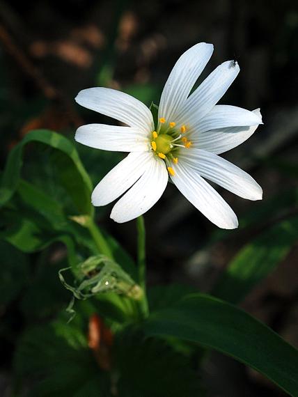 rožec  Cerastium sp.
