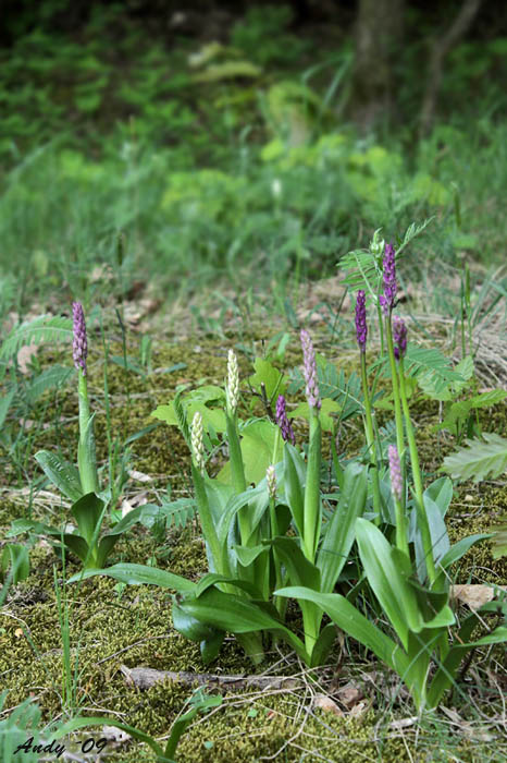 holubyho perly Orchis mascula subsp. signifera (Vest) Soó