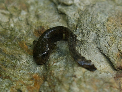 salamandra škvrnitá  Salamandra salamandra