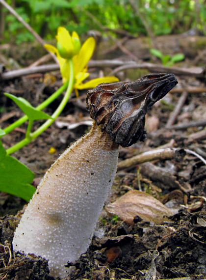 smrčok hybridný Morchella semilibera DC.