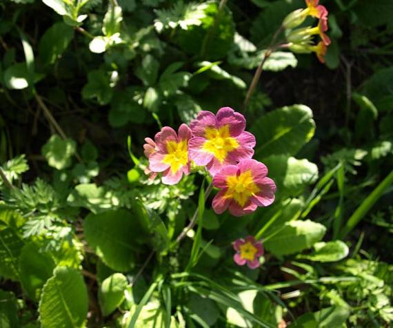prvosienka Primula sp.