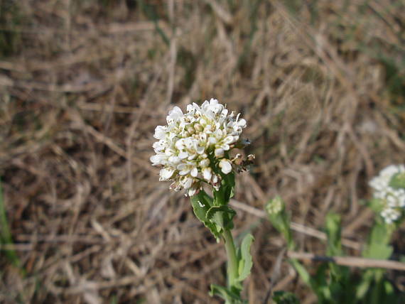 peniažtek modrastý Thlaspi caerulescens subsp. caerulescens