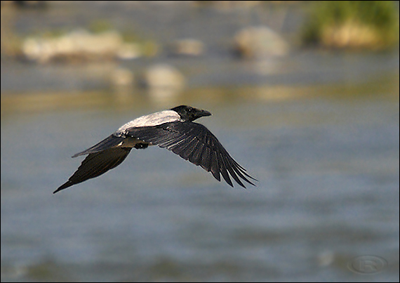 vrana túlava východoeuropska Corvus corone cormix