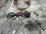 mravec obyčajný