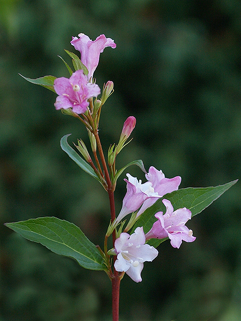 vajgela ružová Weigelia florida