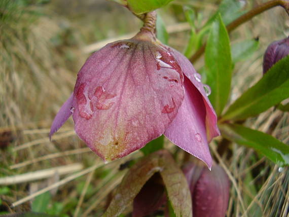 čemerica purpurová Helleborus purpurascens Waldst. et Kit.