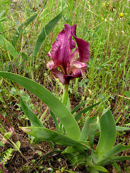 kosatec Iris reichenbachii Heuff.