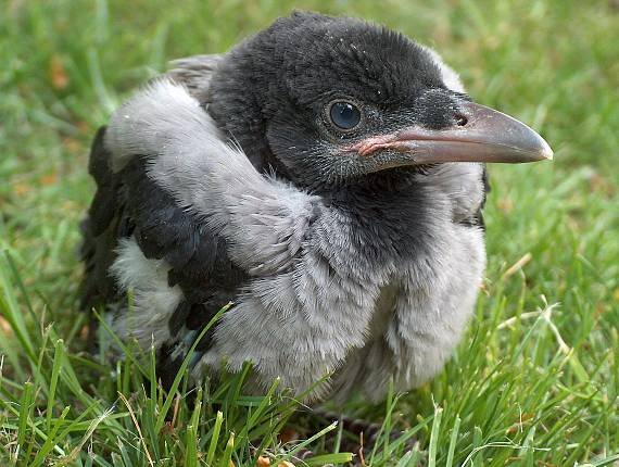 vrana obyčajná Corvus cornix