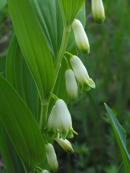 kokorík voňavý - kokořík vonný Polygonatum odoratum (Mill.) Druce