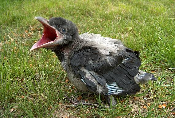 vrana obyčajná corvus cornix