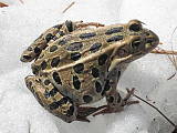 northern Leopard Frog 