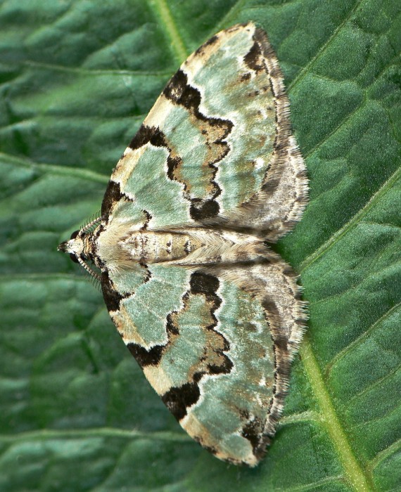 piadivka hluchavková Colostygia pectinataria Knoch, 1781