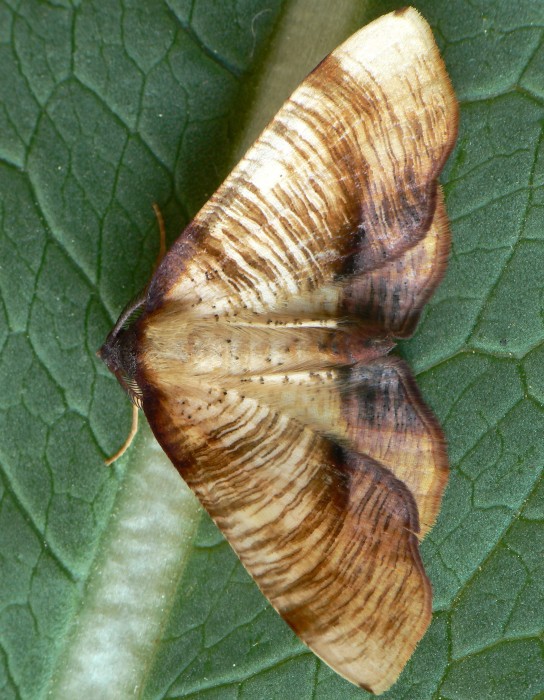 listnatka buková Plagodis dolabraria Linnaeus,1767