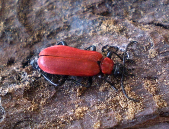 červenáček ohnivý Pyrochroa coccinea Linnaeus, 1761