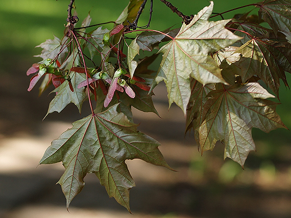 javor mliečný červenolistý Acer platanoides L.