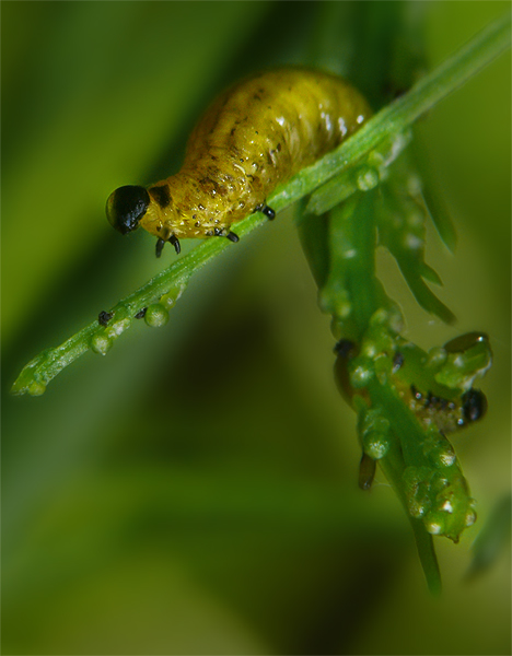 šparglovec päťbodkový Crioceris quinquepunctata