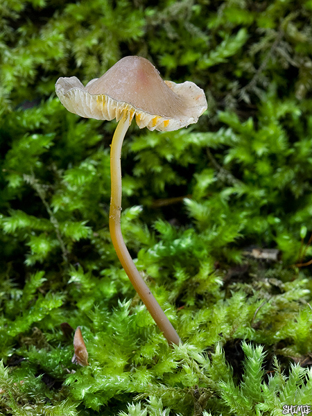 prilbička šafranová Mycena crocata (Schrad.) P. Kumm.