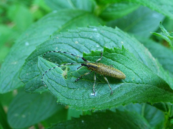 vrzúnik úzkoštíty Agapanthia villosoviridescens (Cerambycidae)