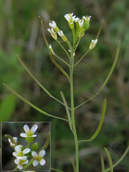 arábkovka thalova Arabidopsis thaliana  (L.) Heynh.