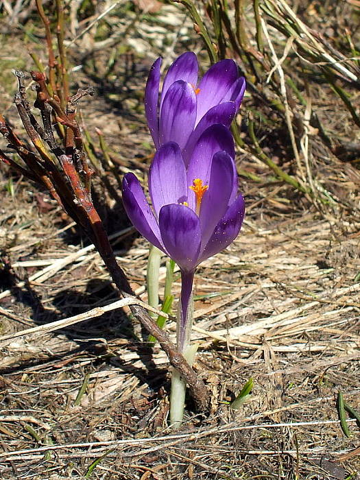 šafran karpatský Crocus heuffelianus Herb.