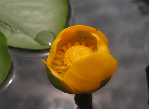 leknica žltá - stulík žlutý Nuphar lutea (L.) Sm.