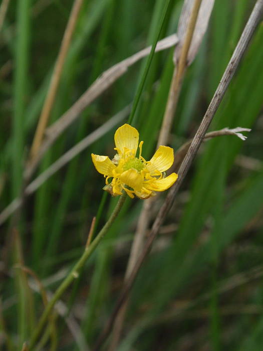 iskerník odnožený Ranunculus pedatus Waldst. et Kit.