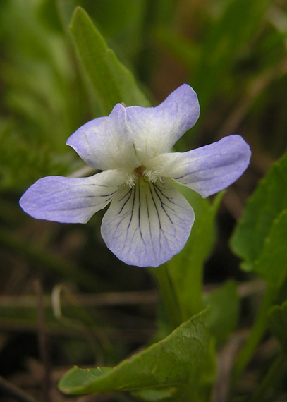 fialka slatinná - violka slatinná Viola stagnina Kit. ex Schult.