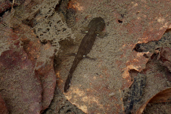 mlok skvrnitý  Salamandra salamandra