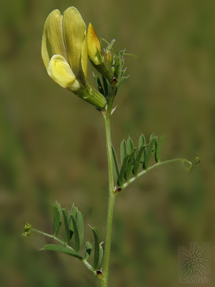 vika veľkokvetá Vicia grandiflora Scop.