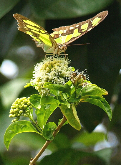 " malachitový motýľ " Siproeta stelenes biplagiata L.