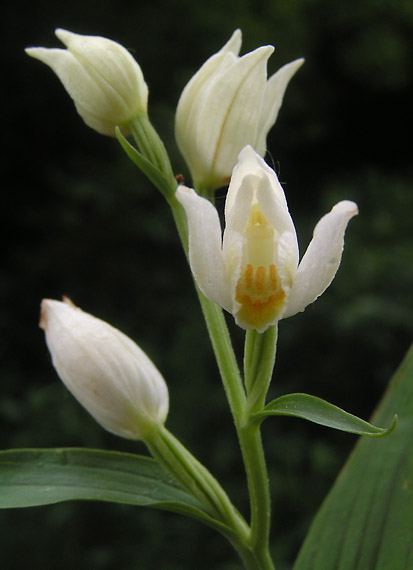 prilbovka biela  - okrotice bílá Cephalanthera damasonium (Mill.) Druce