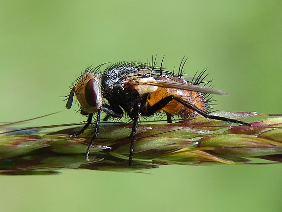 bystruša Echinomyia fera (Tachinidae)