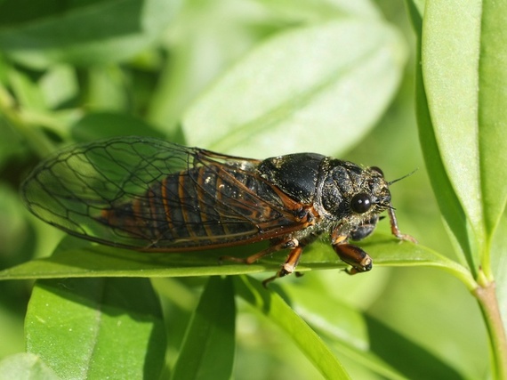 cikáda lužná Cicadetta montana