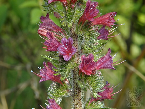 hadinec červený Echium russicum J. F. Gmel.