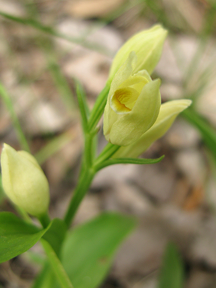 prilbovka biela - žlta forma Cephalanthera damasonium (Mill.) Druce